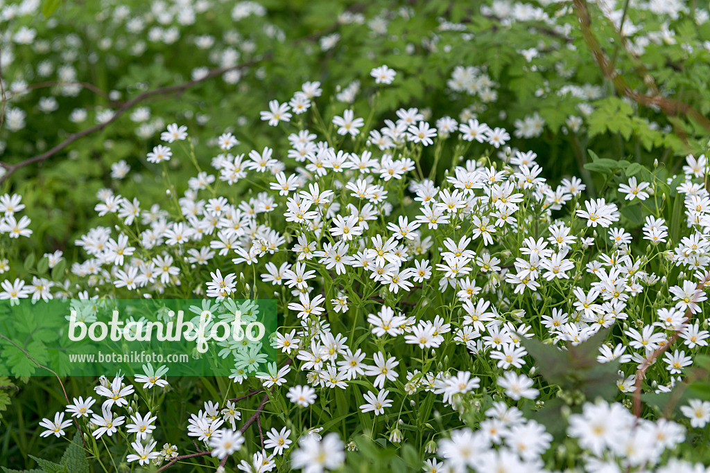 651541 - Greater stichwort (Stellaria holostea)