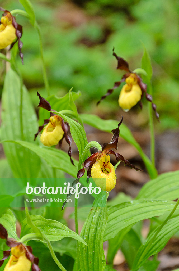 508054 - Greater yellow lady's slipper orchid (Cypripedium parviflorum)