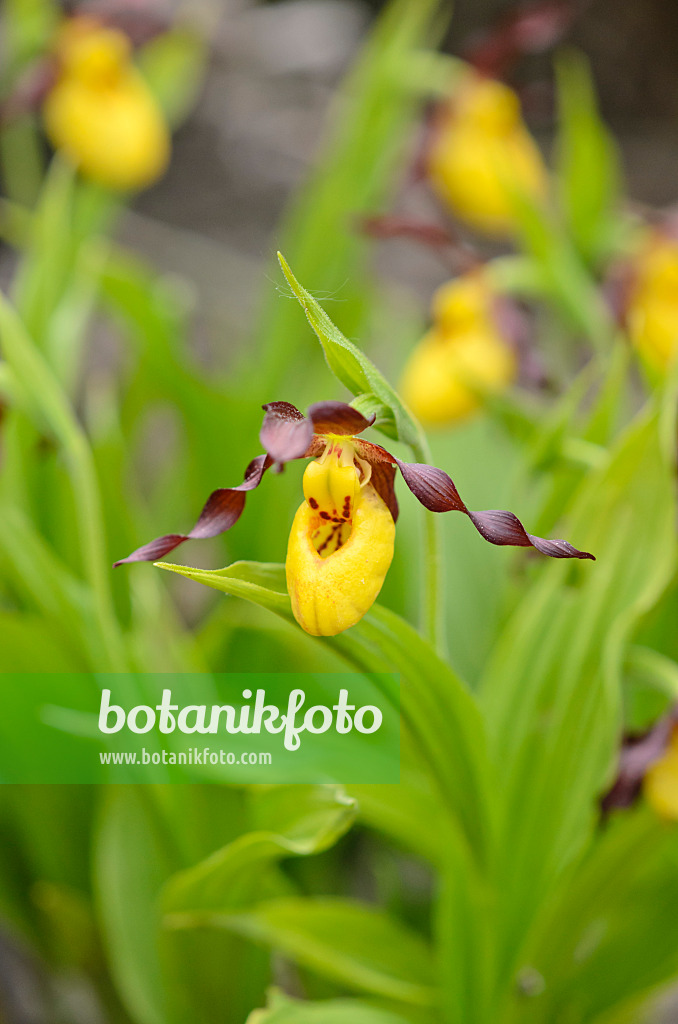 533004 - Greater yellow lady's slipper orchid (Cypripedium parviflorum)