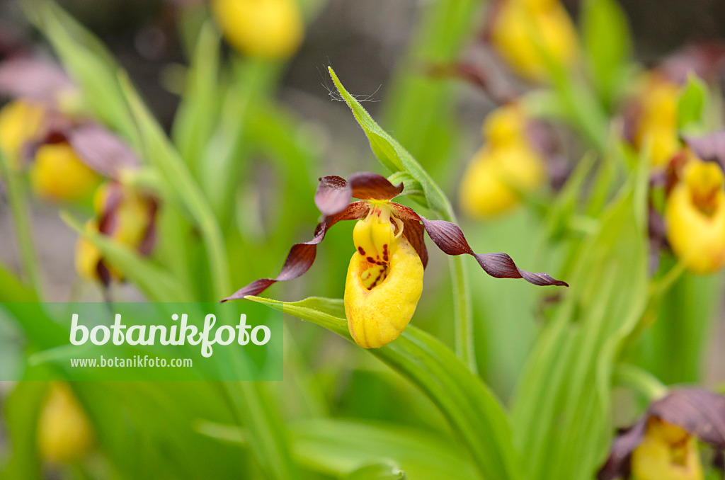 533005 - Greater yellow lady's slipper orchid (Cypripedium parviflorum)