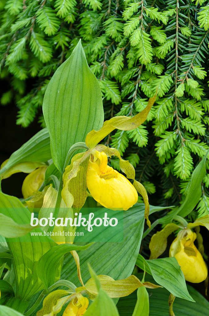 508181 - Greater yellow lady's slipper orchid (Cypripedium parviflorum var. pubescens)