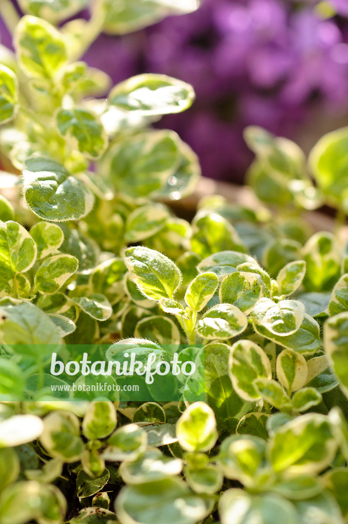 484221 - Greek oregano (Origanum vulgare 'Panta')