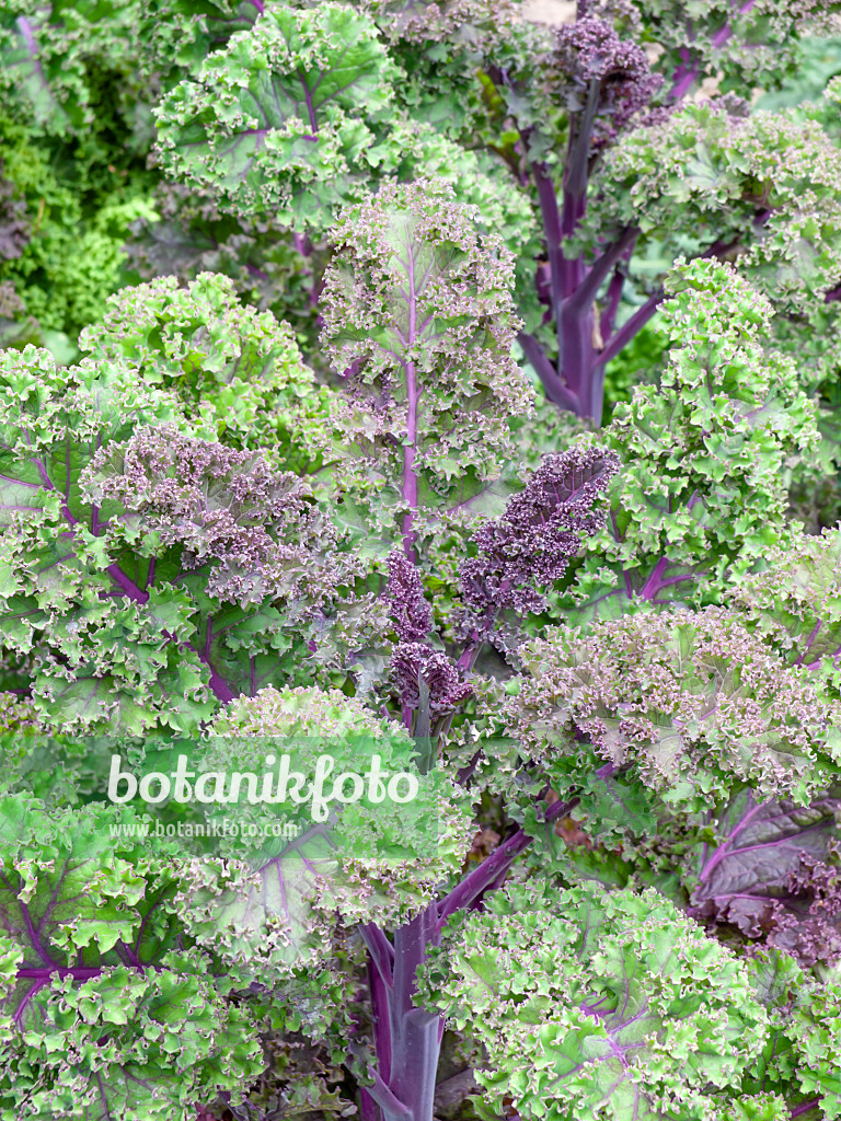 463032 - Green cabbage (Brassica oleracea var. sabellica)