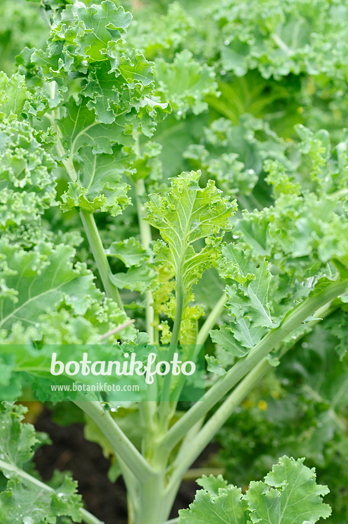 474253 - Green cabbage (Brassica oleracea var. sabellica)