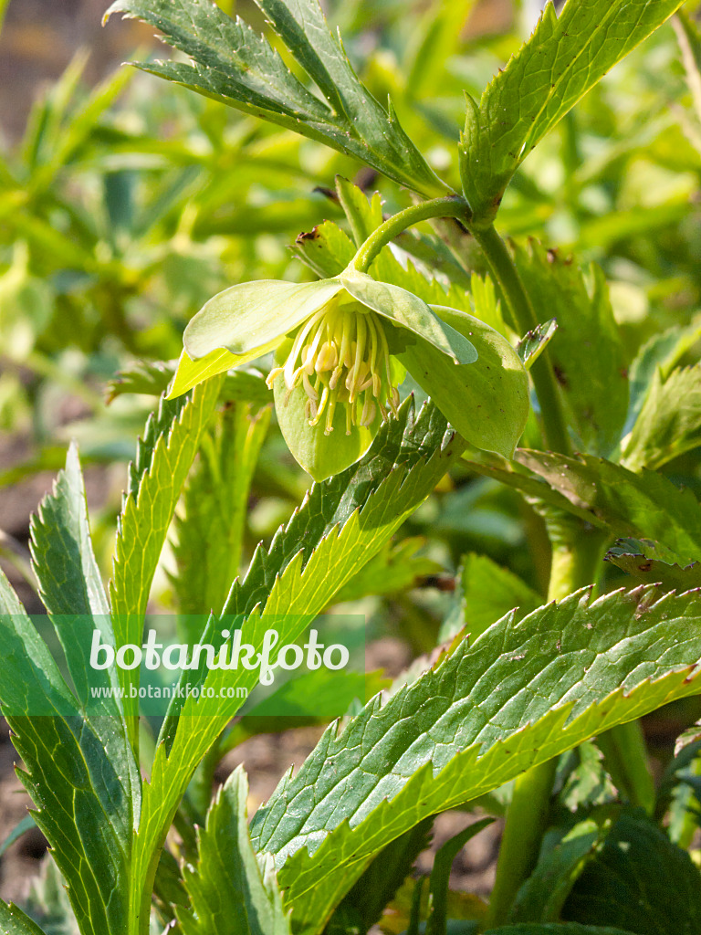 411279 - Green hellebore (Helleborus viridis)