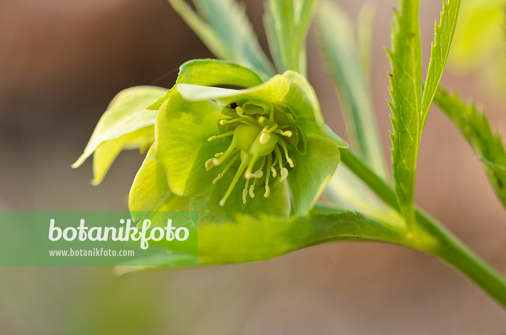 519075 - Green hellebore (Helleborus viridis)