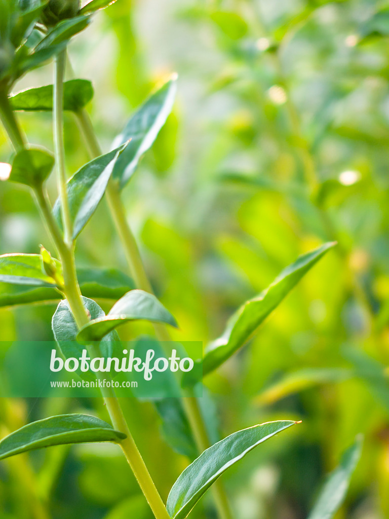 415029 - Green impression with stems and leaves