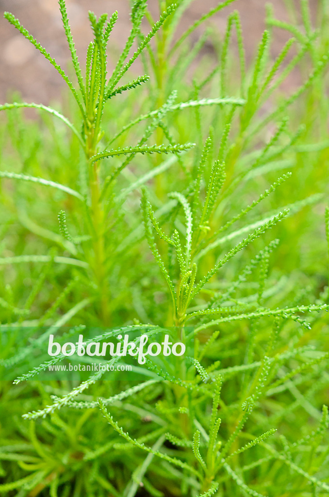 556001 - Green lavender cotton (Santolina rosmarinifolia 'Olivia')