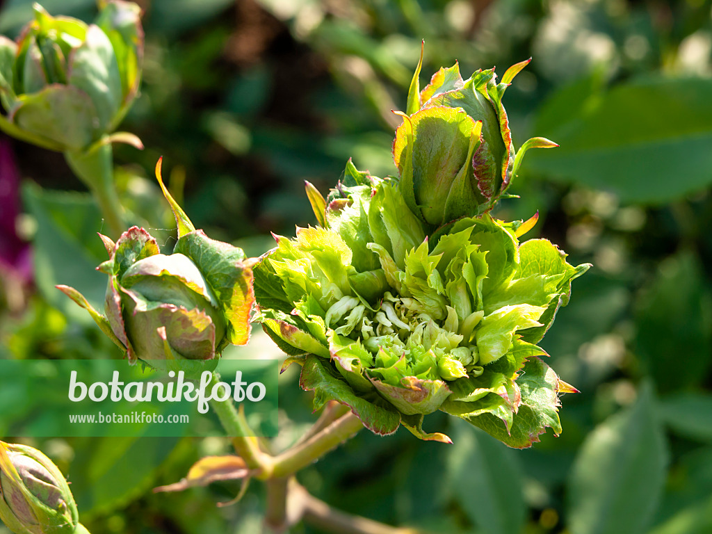 461060 - Green rose (Rosa chinensis 'Viridiflora')