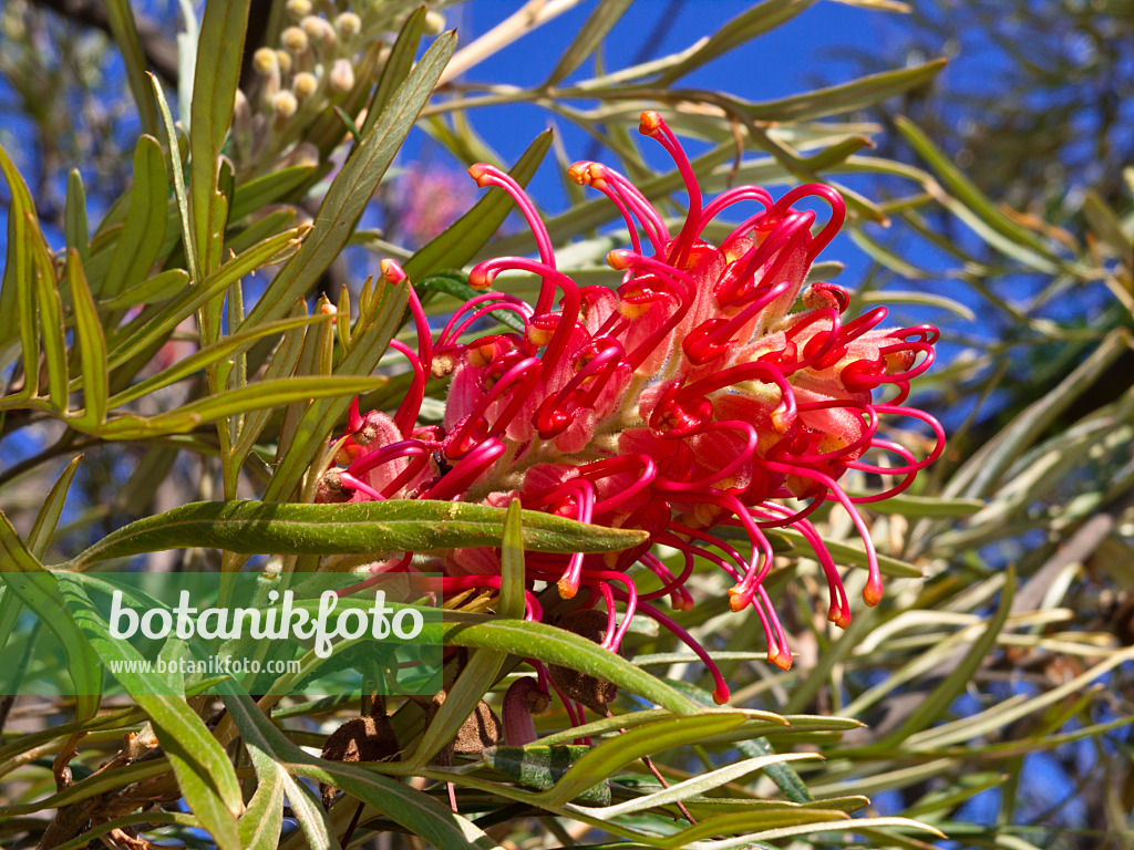 455076 - Grevillea