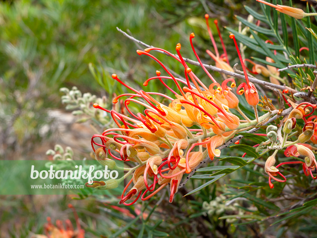 455332 - Grevillea Mason's Hybrid
