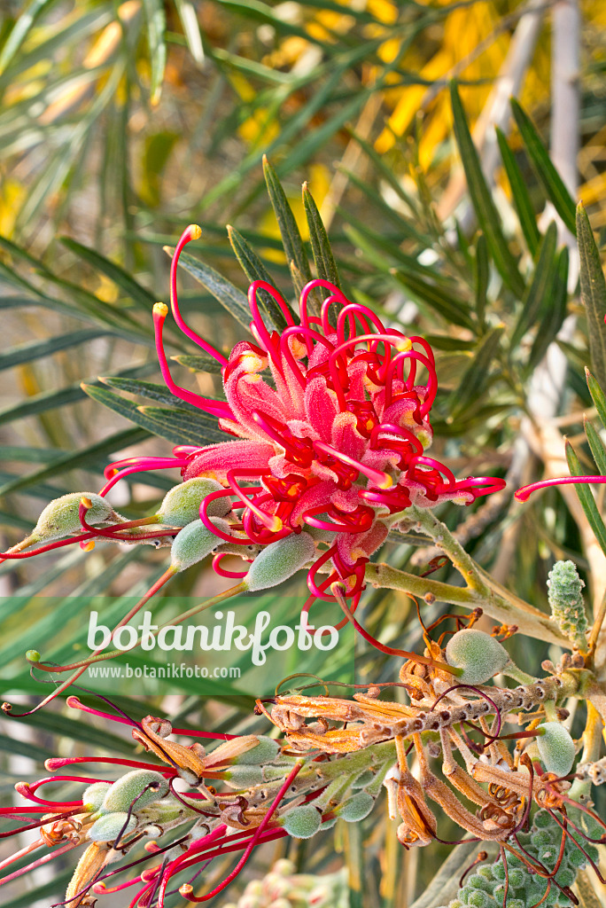 609065 - Grevillee (Grevillea banksii)