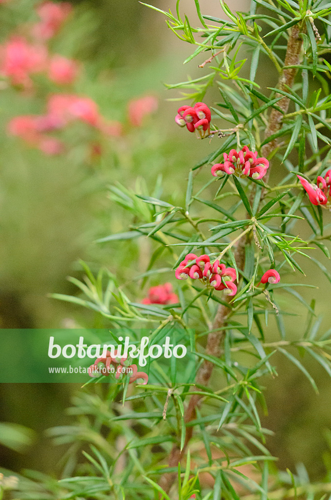 553095 - Grevillee (Grevillea juniperina)