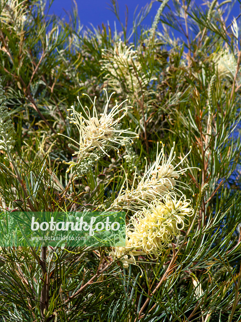 455384 - Grevillee (Grevillea lanigera)