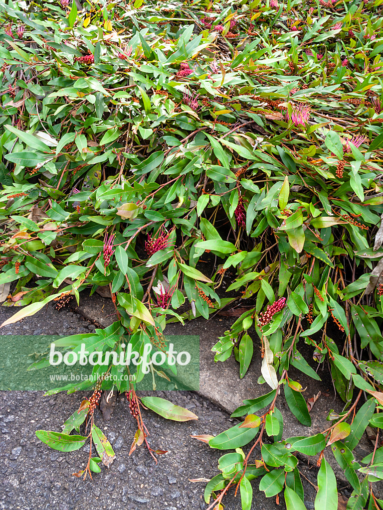 455304 - Grevillee (Grevillea Poorinda Royal Mantle)