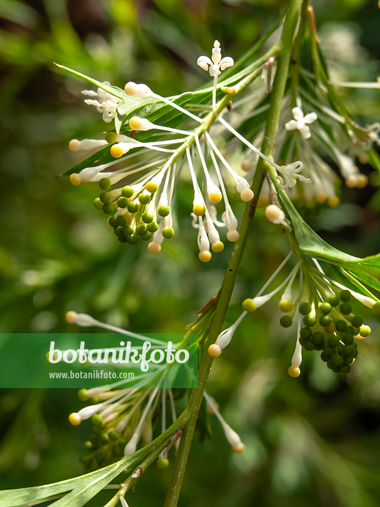 435184 - Grevillee (Grevillea vestita)