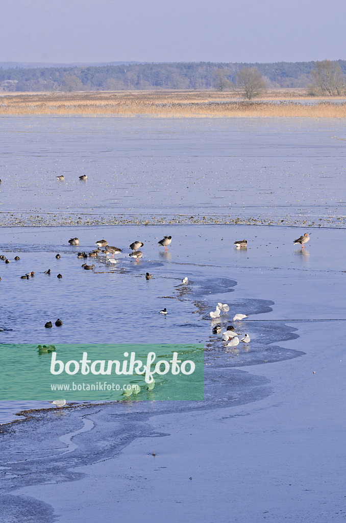 578009 - Greylag geese (Anser anser), mallards (Anas) and gulls (Larus) on a flooded and frozen polder meadow, Lower Oder Valley National Park, Germany