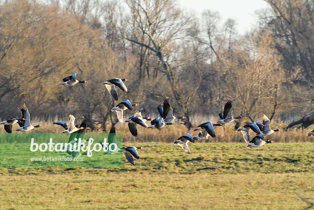 526049 - Greylag geese (Anser anser), Saxony-Anhalt, Germany