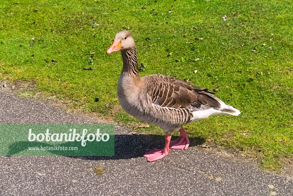670031 - Greylag goose (Anser anser)