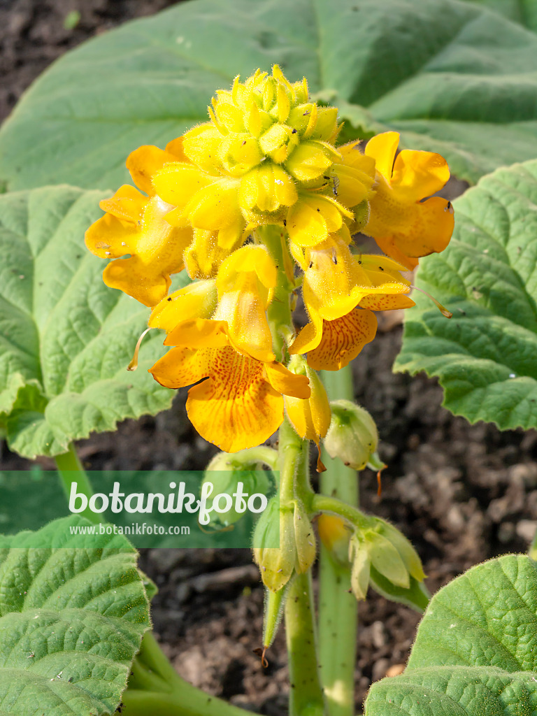 427028 - Griffe du diable (Ibicella lutea)