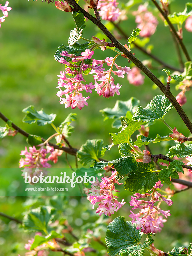 424122 - Groseillier à fleurs (Ribes sanguineum)
