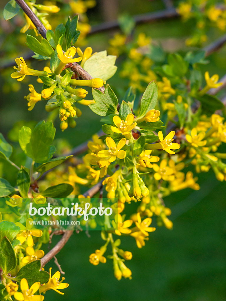 448015 - Groseillier doré (Ribes aureum)