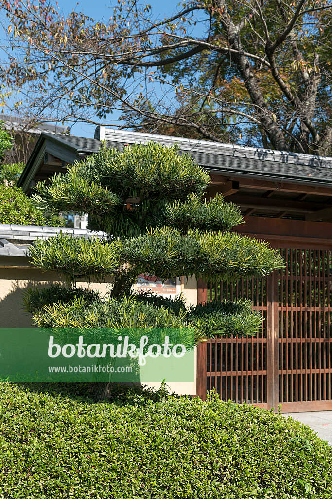 675283 - Großblättrige Steineibe (Podocarpus macrophyllus)