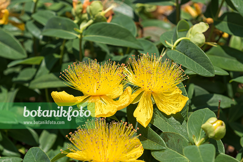 651333 - Großblütiges Johanniskraut (Hypericum calycinum)