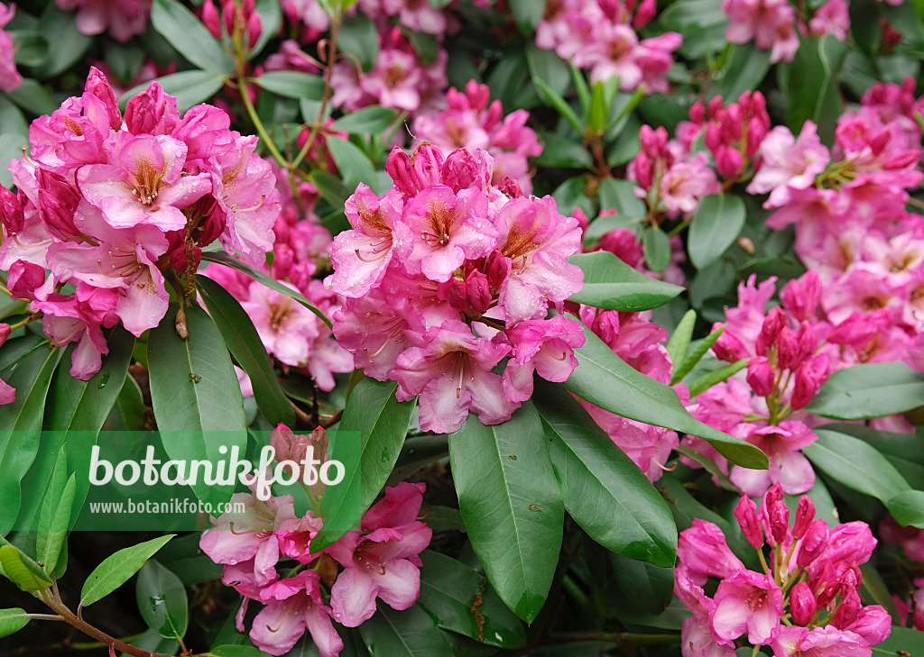 454066 - Großblumige Rhododendron-Hybride (Rhododendron Duke of York)