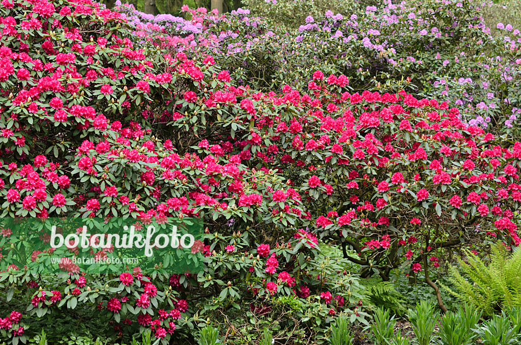 520446 - Großblumige Rhododendron-Hybride (Rhododendron Edward S. Rand)