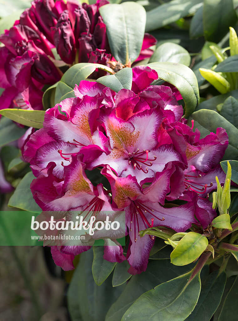 675340 - Großblumige Rhododendron-Hybride (Rhododendron Pushy Purple)