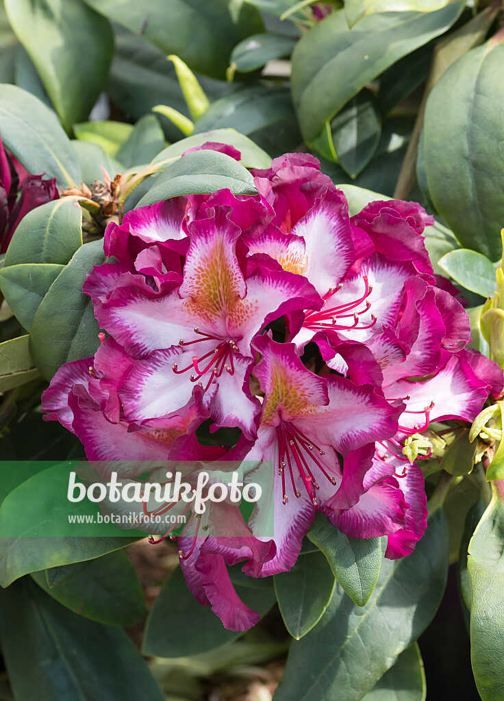 675341 - Großblumige Rhododendron-Hybride (Rhododendron Pushy Purple)