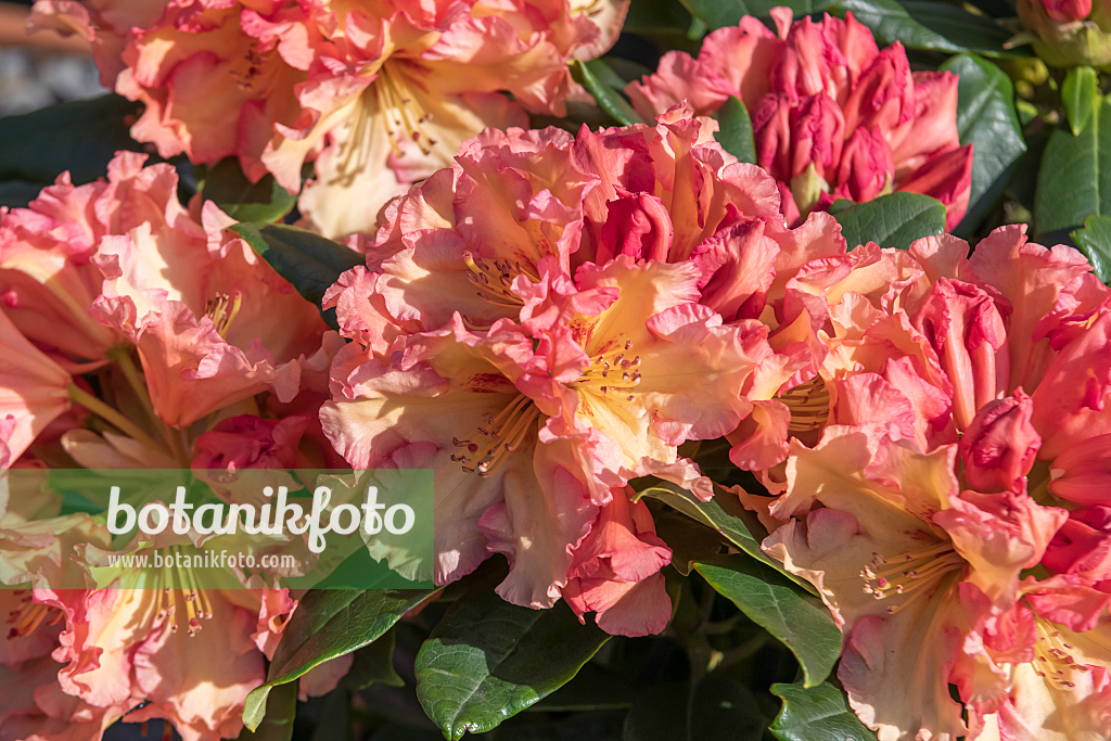 664371 - Großblumige Rhododendron-Hybride (Rhododendron Showgirl)