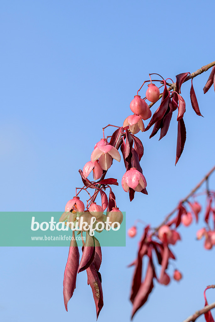 575104 - Großblumiger Spindelstrauch (Euonymus grandiflorus 'Red Wine')