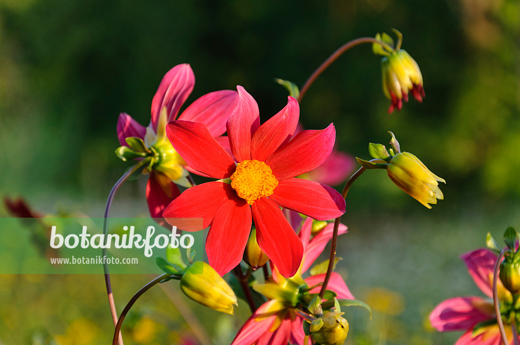 487116 - Großfiedrige Dahlie (Dahlia pinnata)