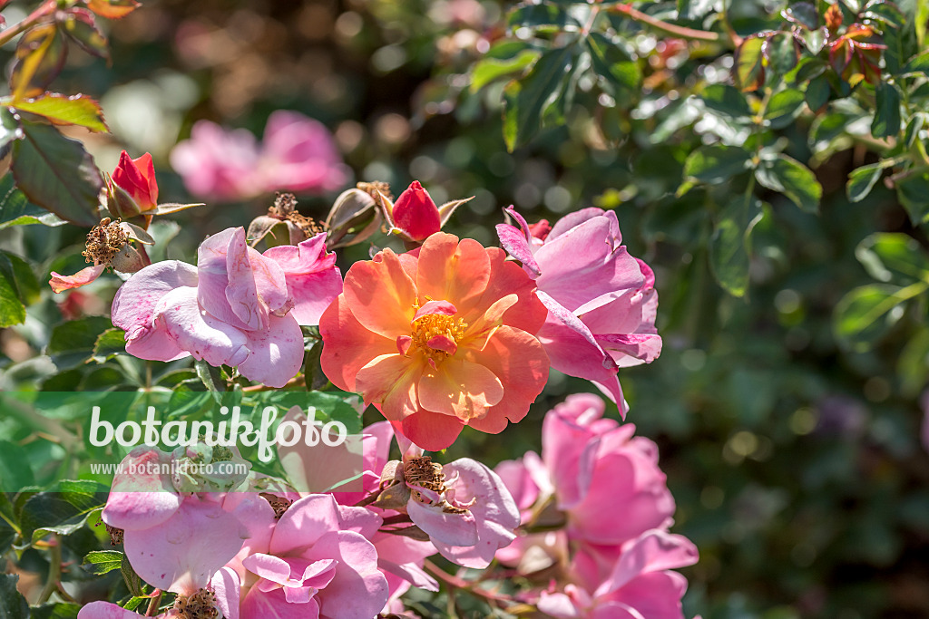 638315 - Ground cover rose (Rosa Jazz)