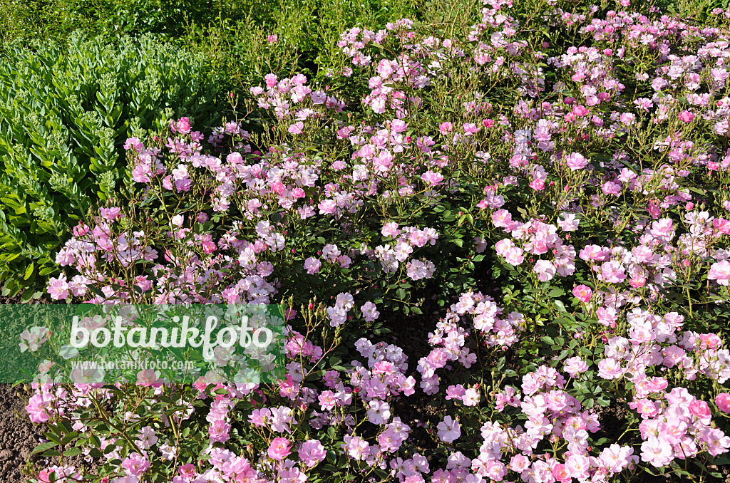 521281 - Ground cover rose (Rosa Lavender Dream)