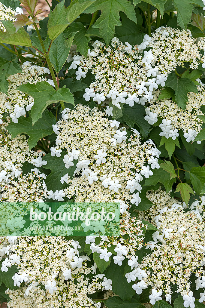 651564 - Guelder rose (Viburnum opulus 'Compactum')
