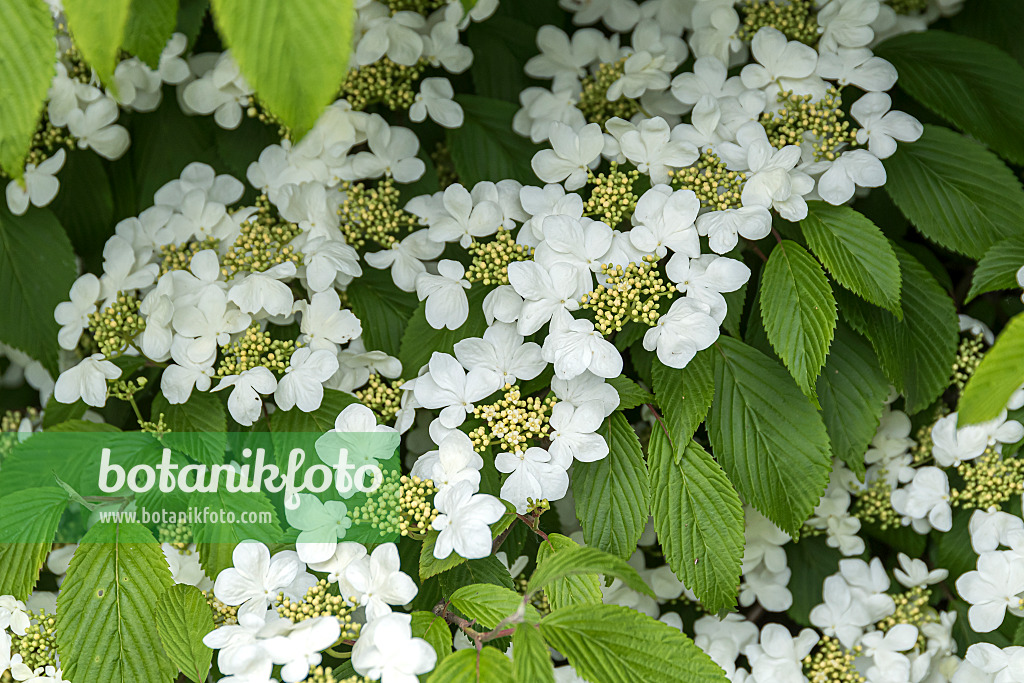 651565 - Guelder rose (Viburnum opulus 'Compactum')