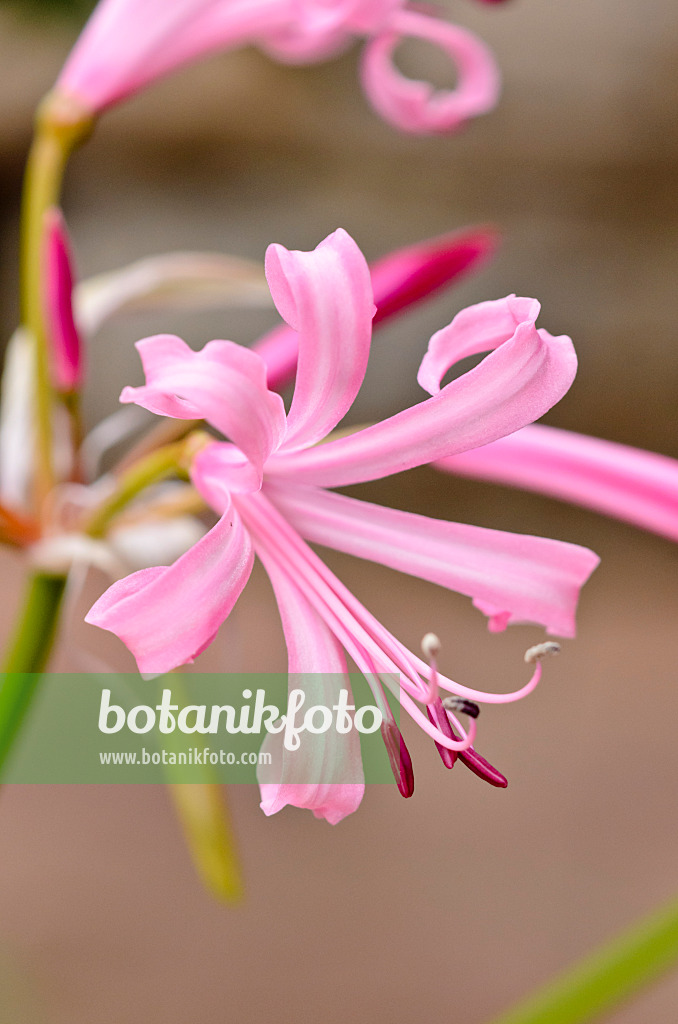525177 - Guernsey lily (Nerine bowdenii)