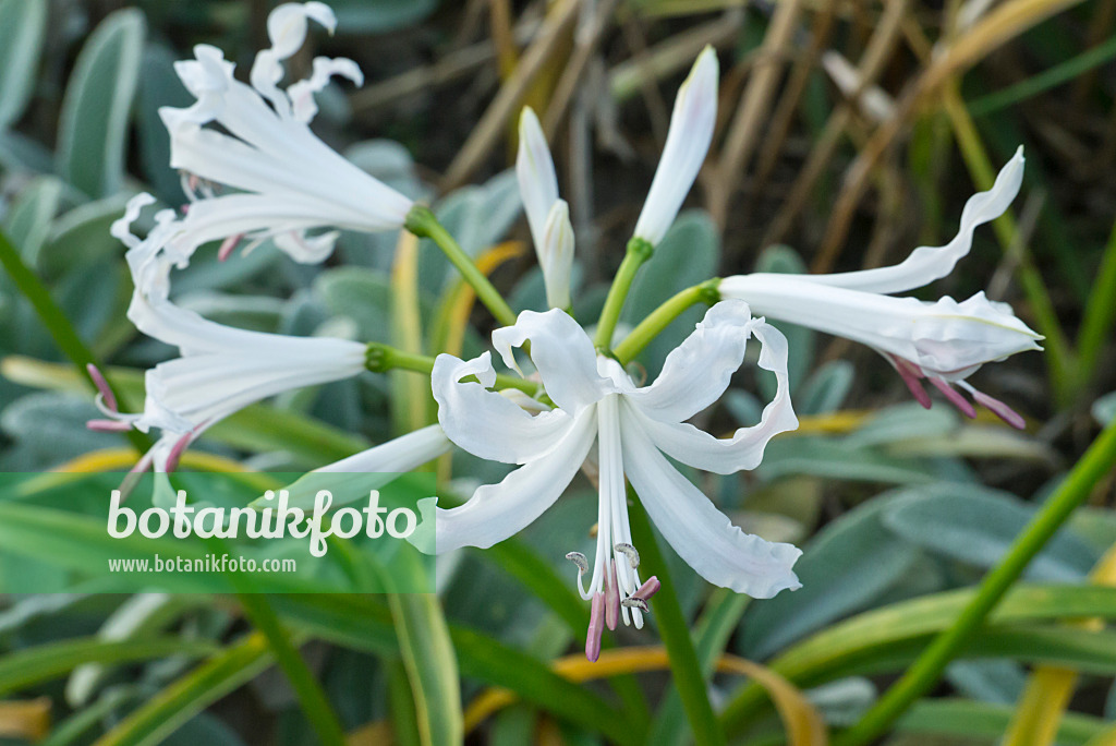609046 - Guernsey lily (Nerine bowdenii 'Alba')