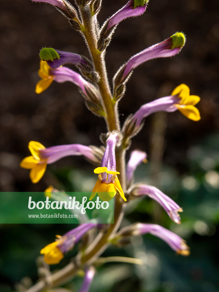 435190 - Gymnostachyum ceylanicum
