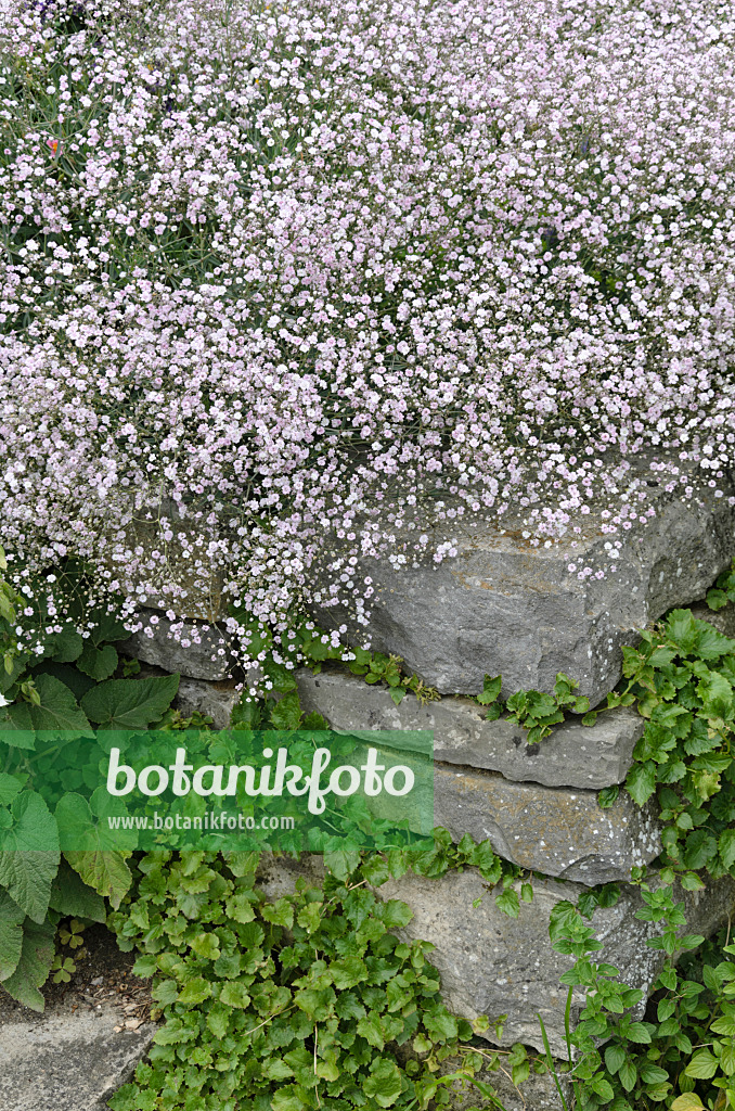 497348 - Gypsophile paniculée (Gypsophila paniculata)