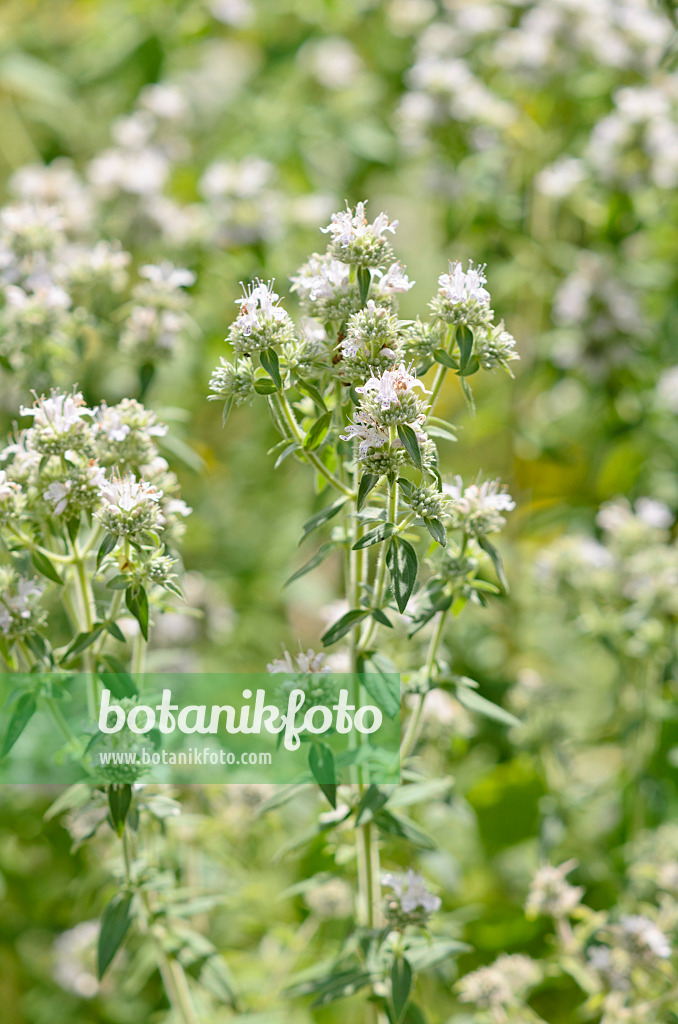 535049 - Hairy mountain mint (Pycnanthemum pilosum 'Mount Davis')