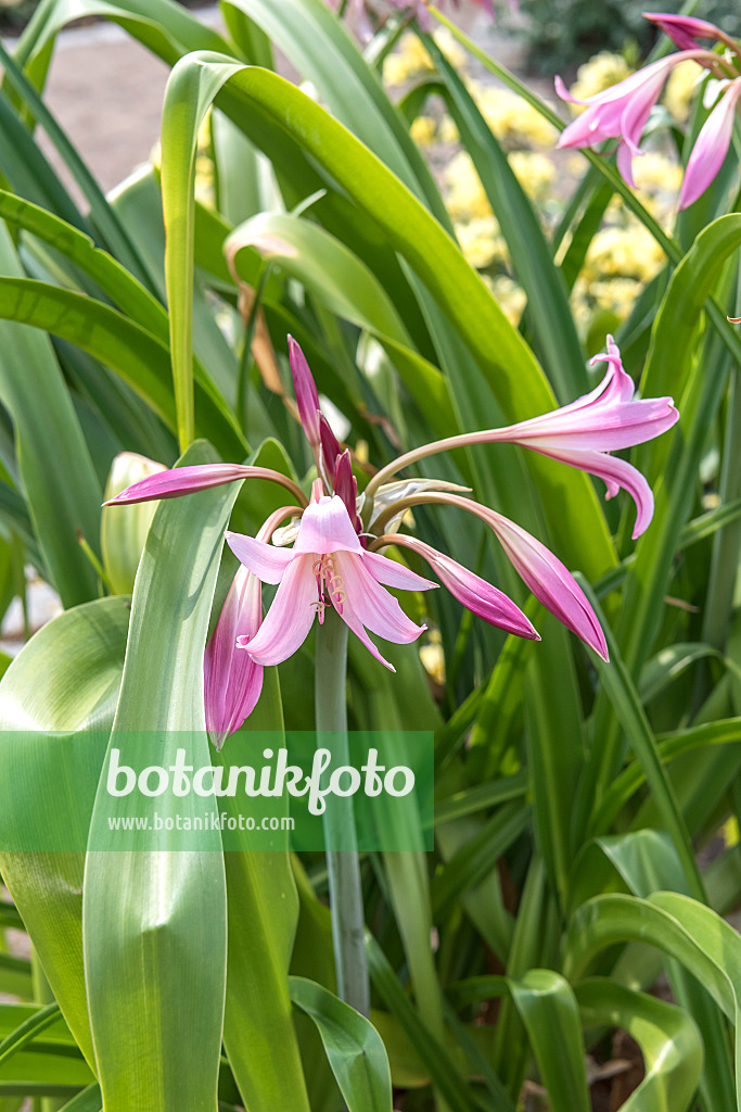 638072 - Hakenlilie (Crinum x powellii)