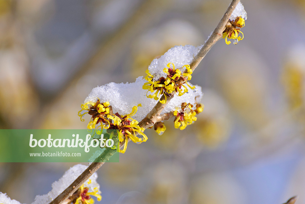 488151 - Hamamelis x intermedia 'Barmstedt Gold'
