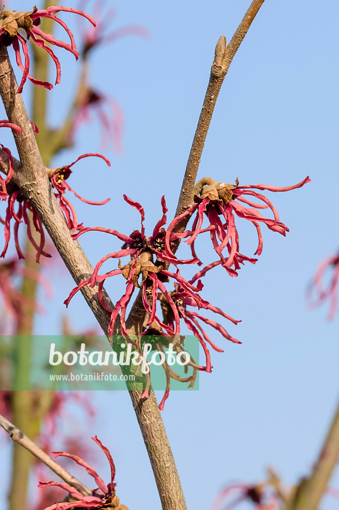 593096 - Hamamelis x intermedia 'Ruby Glow'