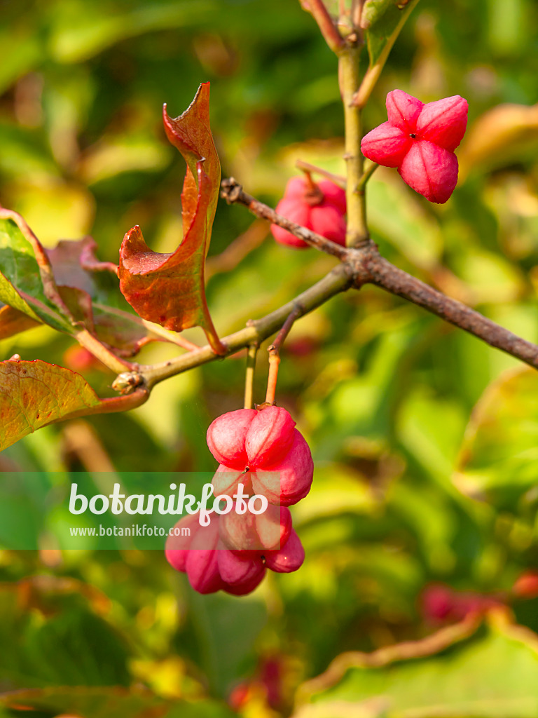 429126 - Hamilton's spindle tree (Euonymus hamiltonianus)