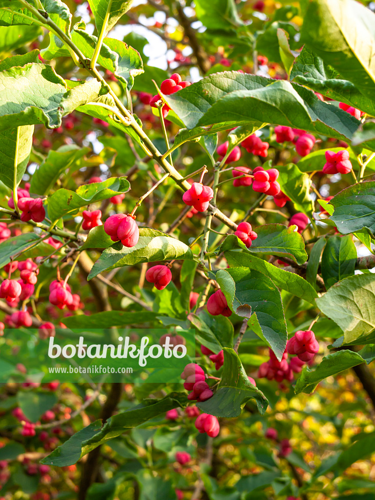 429127 - Hamilton's spindle tree (Euonymus hamiltonianus)