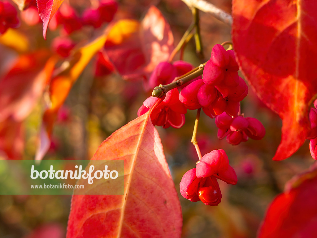 430144 - Hamilton's spindle tree (Euonymus hamiltonianus)